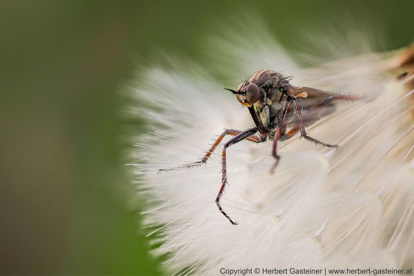 Fliege auf »Pusteblume« | Foto: Herbert Gasteiner