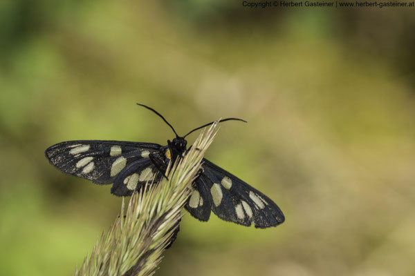 Weißfleck-Widderchen (Schmetterling) | Foto: Herbert Gasteiner