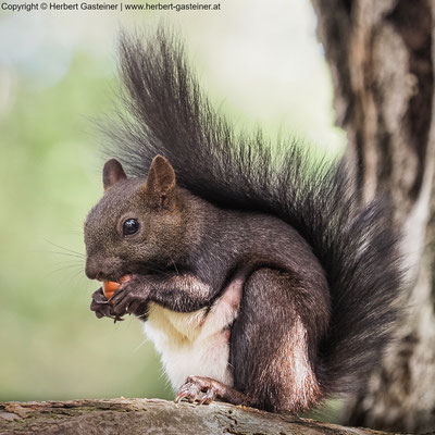 Eichhörnchen | Foto: Herbert Gasteiner