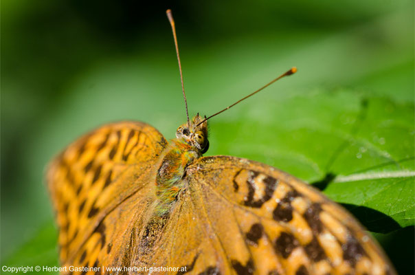 Schmetterling | Foto: Herbert Gasteiner