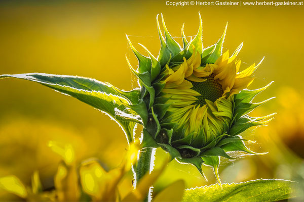 Sonnenblume | Foto: Herbert Gasteiner