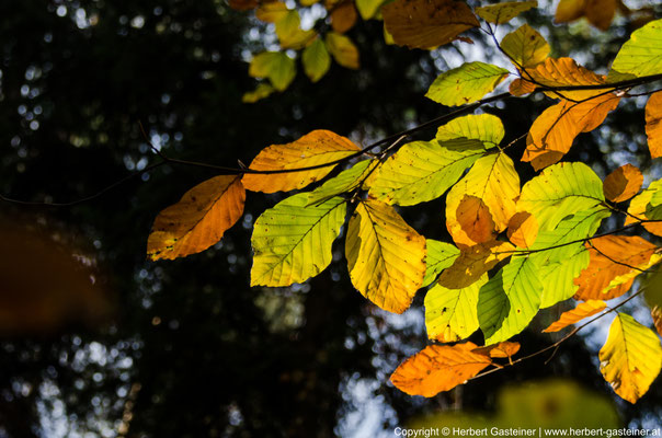 Herbst, Blätter, Farben | Foto: Herbert Gasteiner