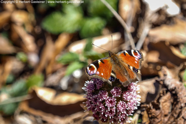 Tagpfauenauge (Schmetterling) | Foto: Herbert Gasteiner