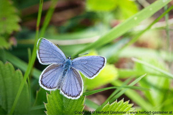 Bläuling (Schmetterling) | Foto: Herbert Gasteiner