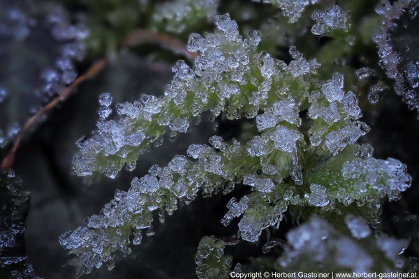 Moos; Eiskristalle | Foto: Herbert Gasteiner
