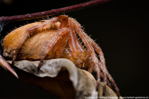 Spinne; versteckt | Foto: Herbert Gasteiner