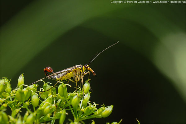 Skorpionsfliege | Foto: Herbert Gasteiner