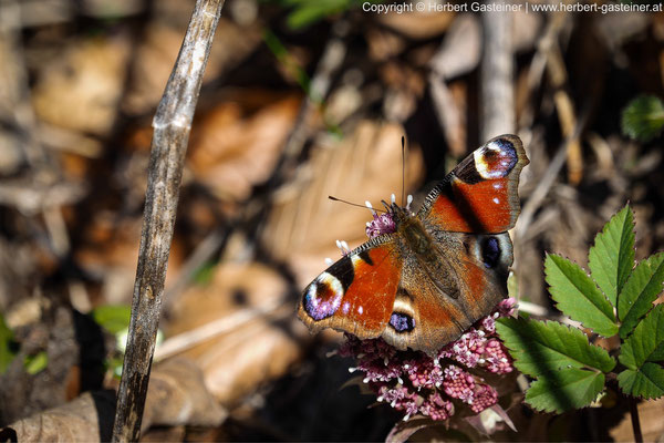 Tagpfauenauge (Schmetterling) | Foto: Herbert Gasteiner