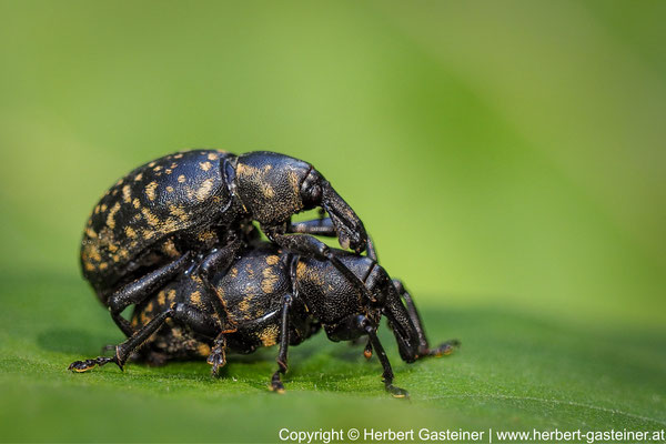 Rüsselkäfer bei der Paarung | Foto: Herbert Gasteiner