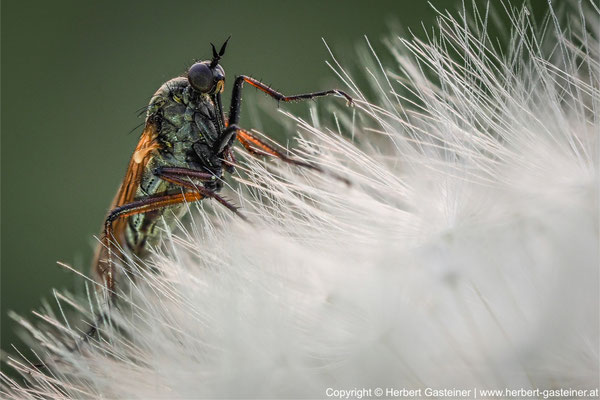 Fliege auf »Pusteblume« | Foto: Herbert Gasteiner