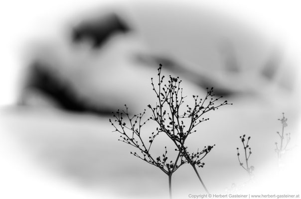 Pflanze (schwarz-weiß) | Foto: Herbert Gasteiner