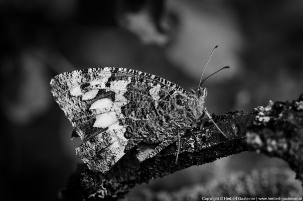 Schmetterling in Schwarz-Weiß | Foto: Herbert Gasteiner