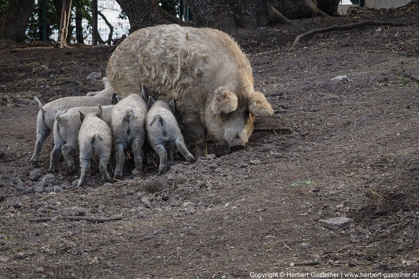 Wollschweine | Foto: Herbert Gasteiner