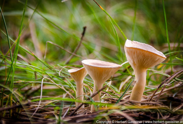 Herbst, Pilze | Foto: Herbert Gasteiner