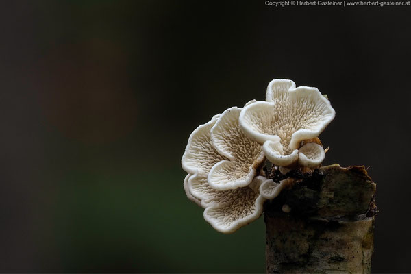 Pilze | Foto: Herbert Gasteiner