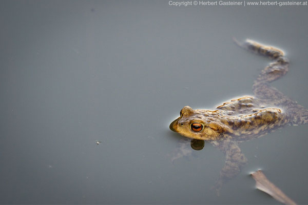 Erdkröte | Foto: Herbert Gasteiner