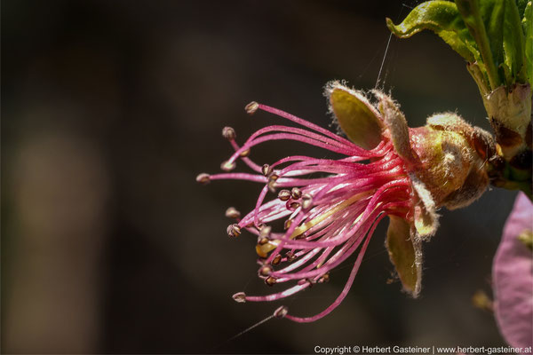 Blüte | Foto: Herbert Gasteiner