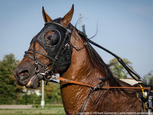 Pferd | Foto: Herbert Gasteiner
