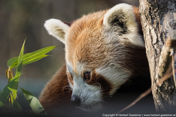 Roter Panda | Foto: Herbert Gasteiner