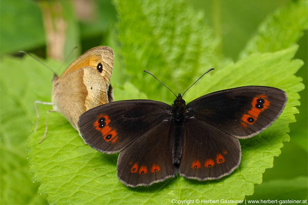 Graubindiger Mohrenfalter (Schmetterling) | Foto: Herbert Gasteiner