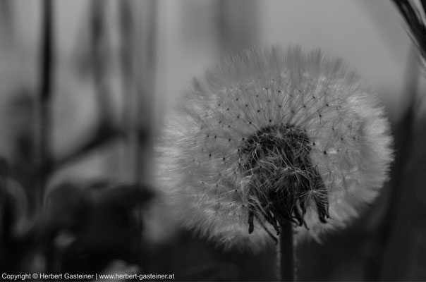 »Pusteblume« (Gewöhnlicher Löwenzahn), schwarz-weiß| Foto: Herbert Gasteiner