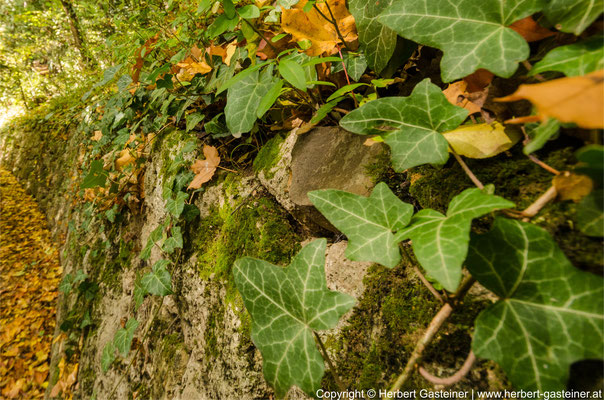 Herbst, Blätter | Foto: Herbert Gasteiner