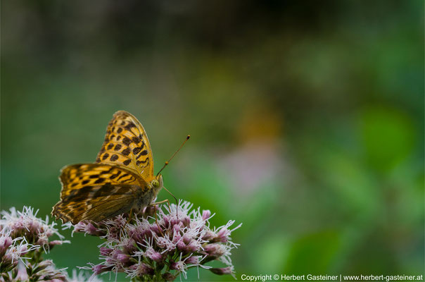 Kaisermantel (Schmetterling) | Foto: Herbert Gasteiner