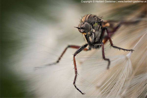 Fliege auf »Pusteblume« | Foto: Herbert Gasteiner