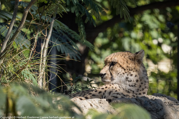 Gepard | Foto: Herbert Gasteiner
