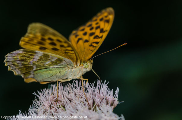 Schmetterling | Foto: Herbert Gasteiner