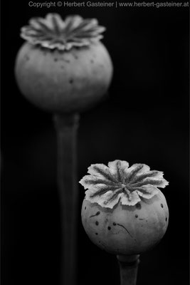 Mohnkapseln (schwarz-weiß) | Foto: Herbert Gasteiner