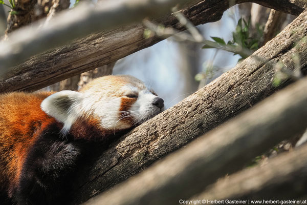 Roter Panda | Foto: Herbert Gasteiner
