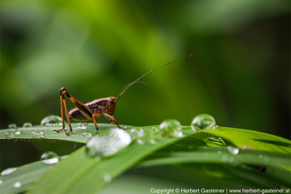 Insekt; Wassertropfen | Foto: Herbert Gasteiner