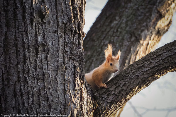Eichhörnchen | Foto: Herbert Gasteiner
