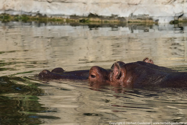 Flusspferd | Foto: Herbert Gasteiner