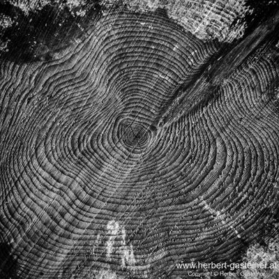 Holzstruktur, Jahresringe (schwarz-weiß) | Foto: Herbert Gasteiner