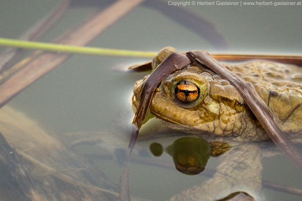 Erdkröte | Foto: Herbert Gasteiner