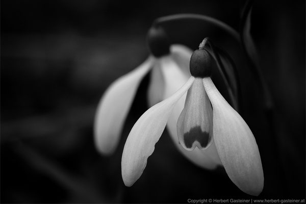 Schneeglöckchen (schwarz-weiß) | Foto: Herbert Gasteiner