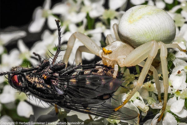 Veränderliche Krabbenspinne mit erbeuteter Fliege | Foto: Herbert Gasteiner