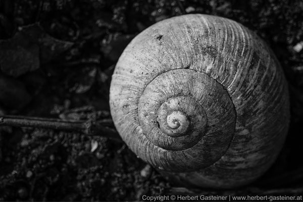 Spirale (schwarz-weiß) | Foto: Herbert Gasteiner