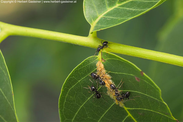 Läuse und Ameisen | Foto: Herbert Gasteiner