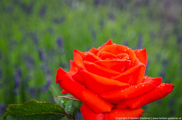 Rose | Foto: Herbert Gasteiner