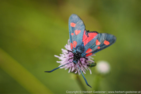 Klee-Widderchen (Schmetterling) | Foto: Herbert Gasteiner