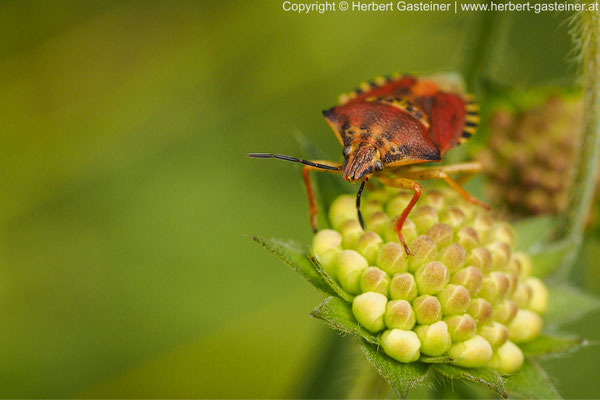 Braune Blattwanze | Foto: Herbert Gasteiner