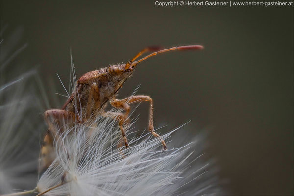Insekt | Foto: Herbert Gasteiner