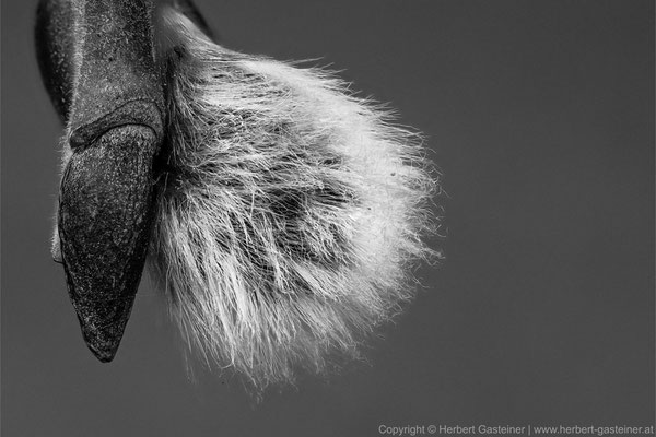 Grauweide (schwarz-weiß) | Foto: Herbert Gasteiner