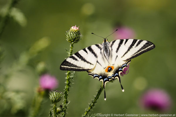Segelfalter (Schmetterling) | Foto: Herbert Gasteiner