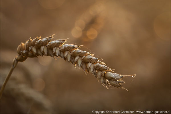 Weizen | Foto: Herbert Gasteiner