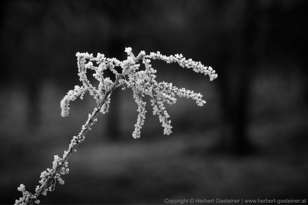 Pflanze (schwarz-weiß) | Foto: Herbert Gasteiner
