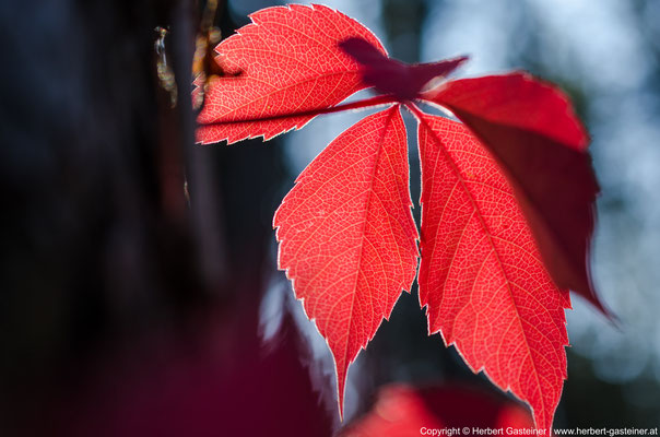 Herbst, Blatt, Farbe | Foto: Herbert Gasteiner